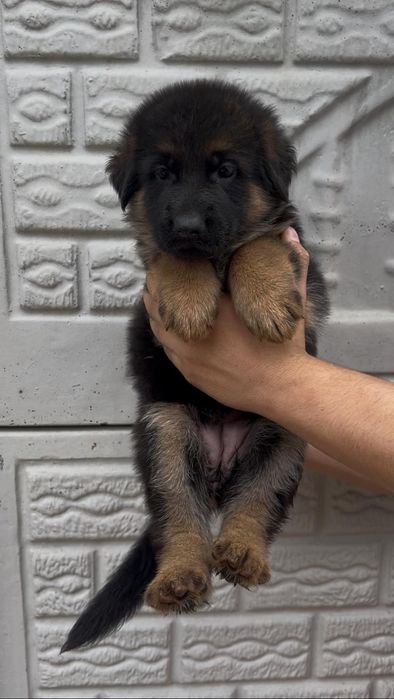 Pui Ciobanesc German