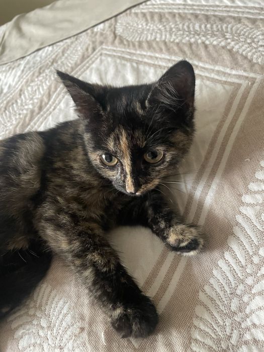 Отдам котенка 1 месяц девочка