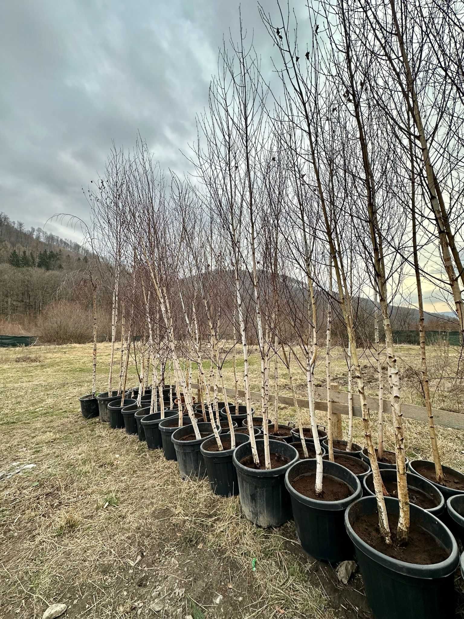 Plante ornamentale, livrare rapidă și transport gratuit în toată țara!