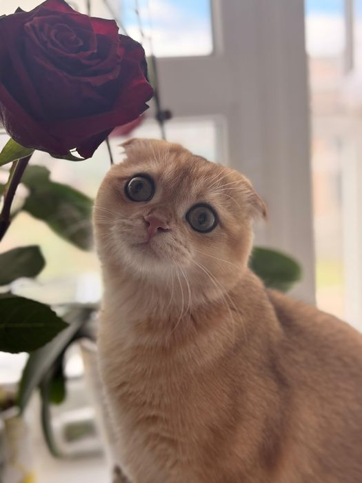 Золотой котенок. Золотая Шиншилла