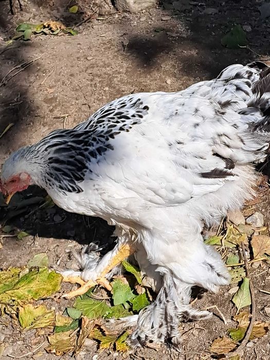 Vand cocoși Brahma Herminat Deschis