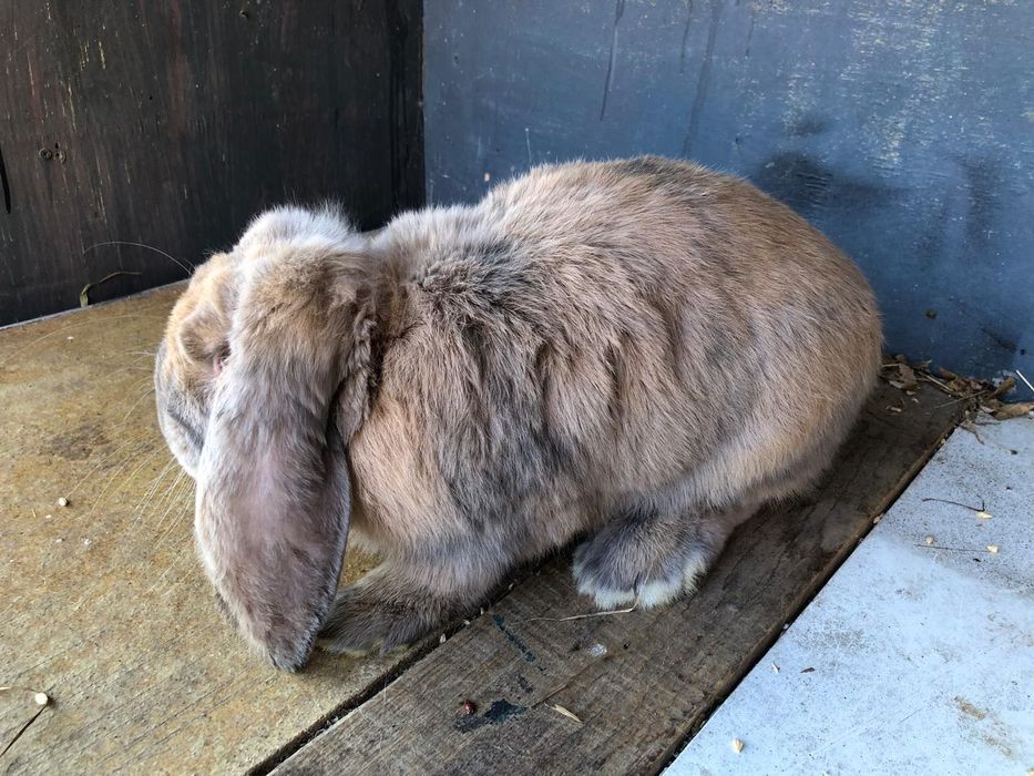 Iepuri Berbec german- rasa pura