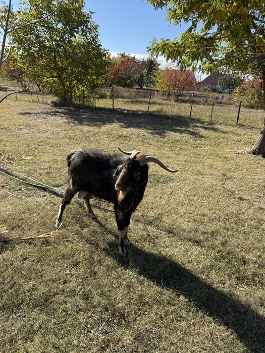 Vand țap Carpatin 2 ani