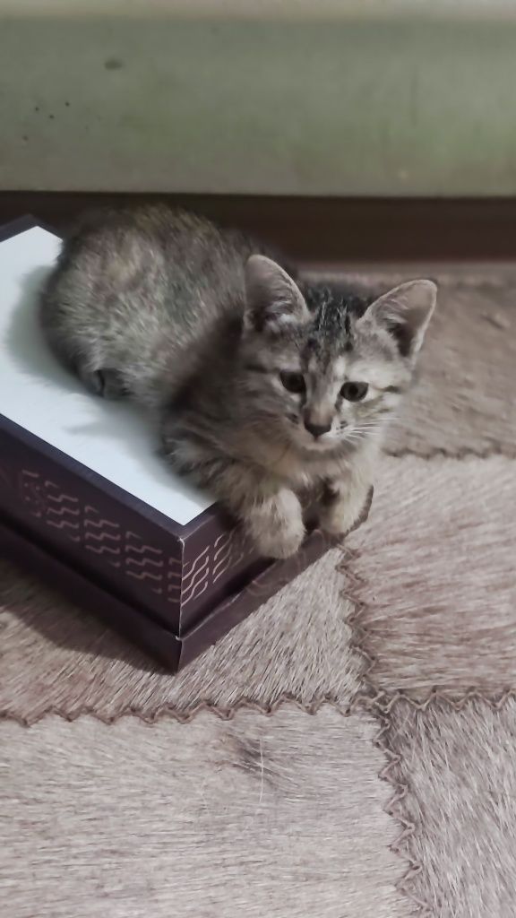 Котенок девочка Бозарык