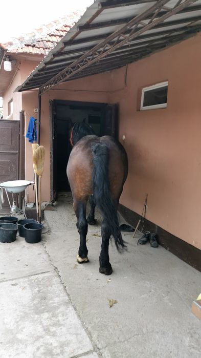 Iapă de vânzare, de 4 ani