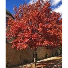 Stejar Rosu American