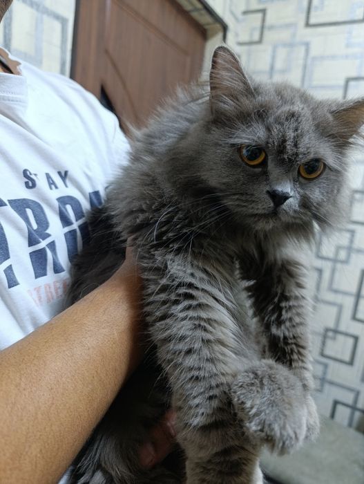 Продам скоттиш хэйланд