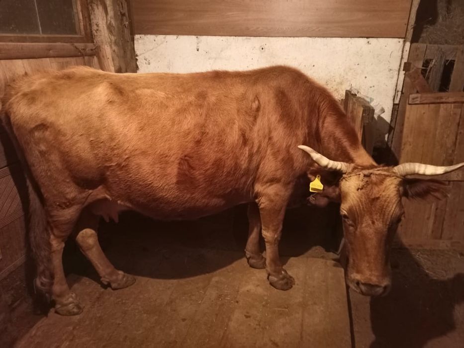 Сиыр сатылады 550000