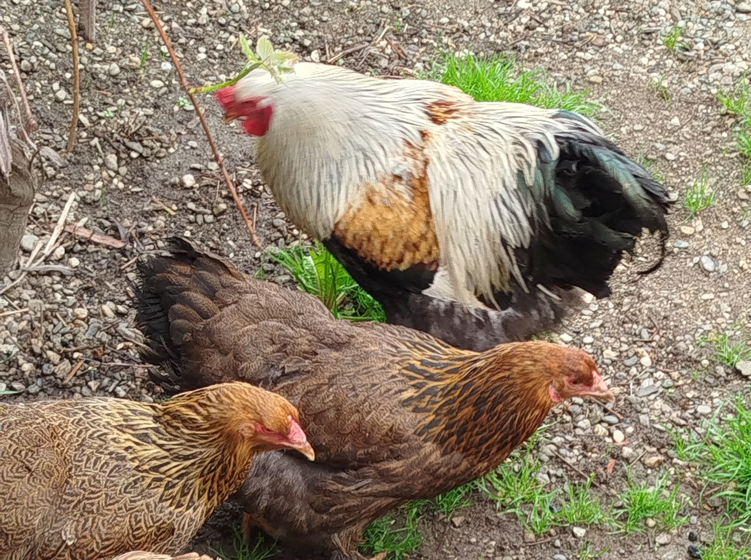 Oua incubat brahma