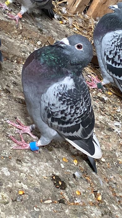 Vând sau schimb porumbei voiajori pentru concurs