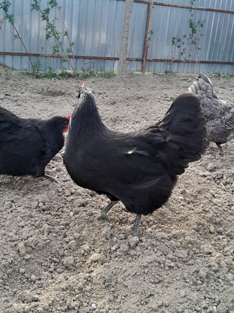 Pui australorp negru