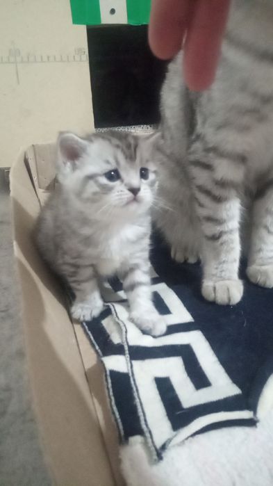 Мушукчалар сотилади!!!