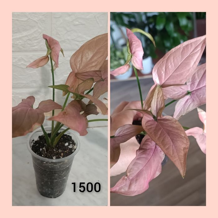 Комнатные цветы, сингониумы