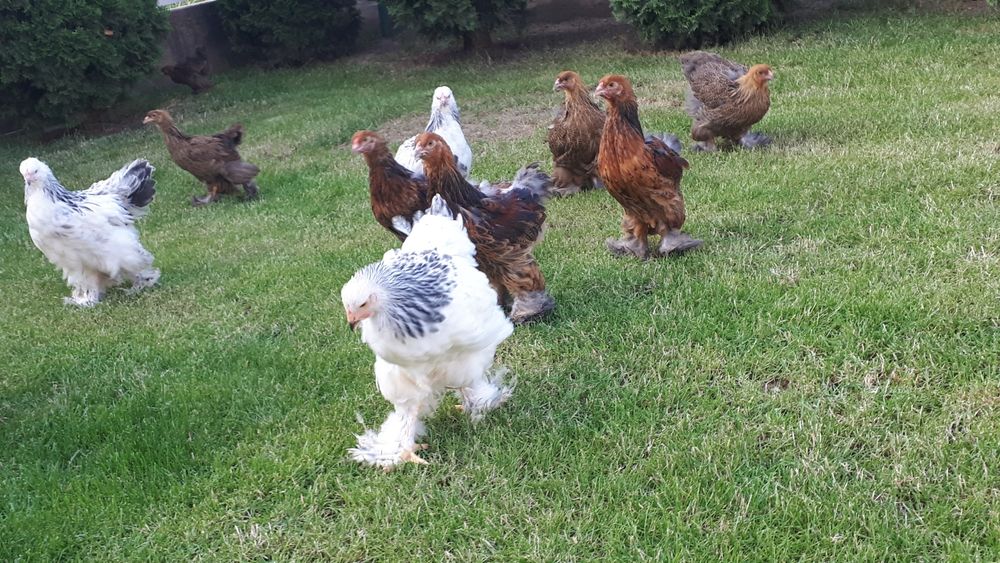 Vand pui brahma potarnichiu de la gainile din foto