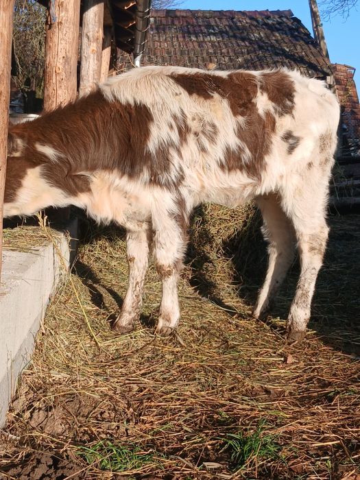 Vând vitea înțărcată de 3 luni