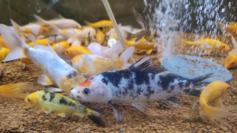 Gradina decor koi