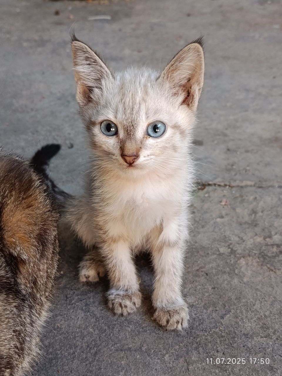 Отдам   даром двух  котят