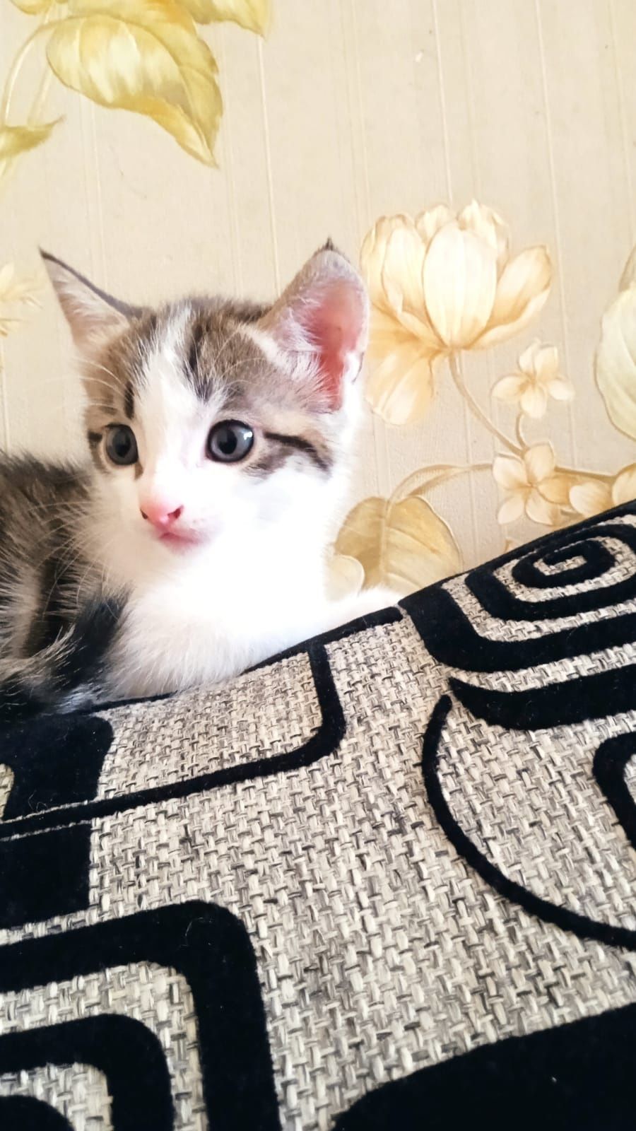 Котенок ищет дом