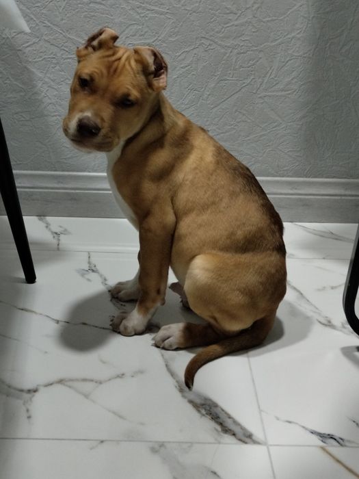 Пит-бультерьер, продается собака