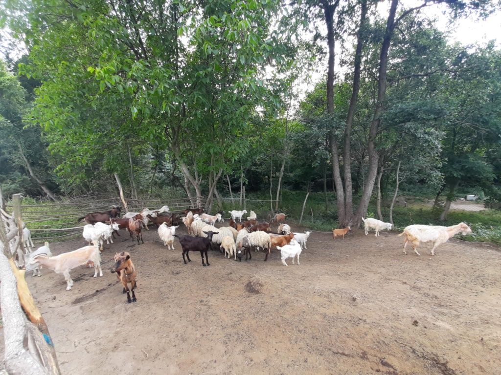 Capre și oi carabașe