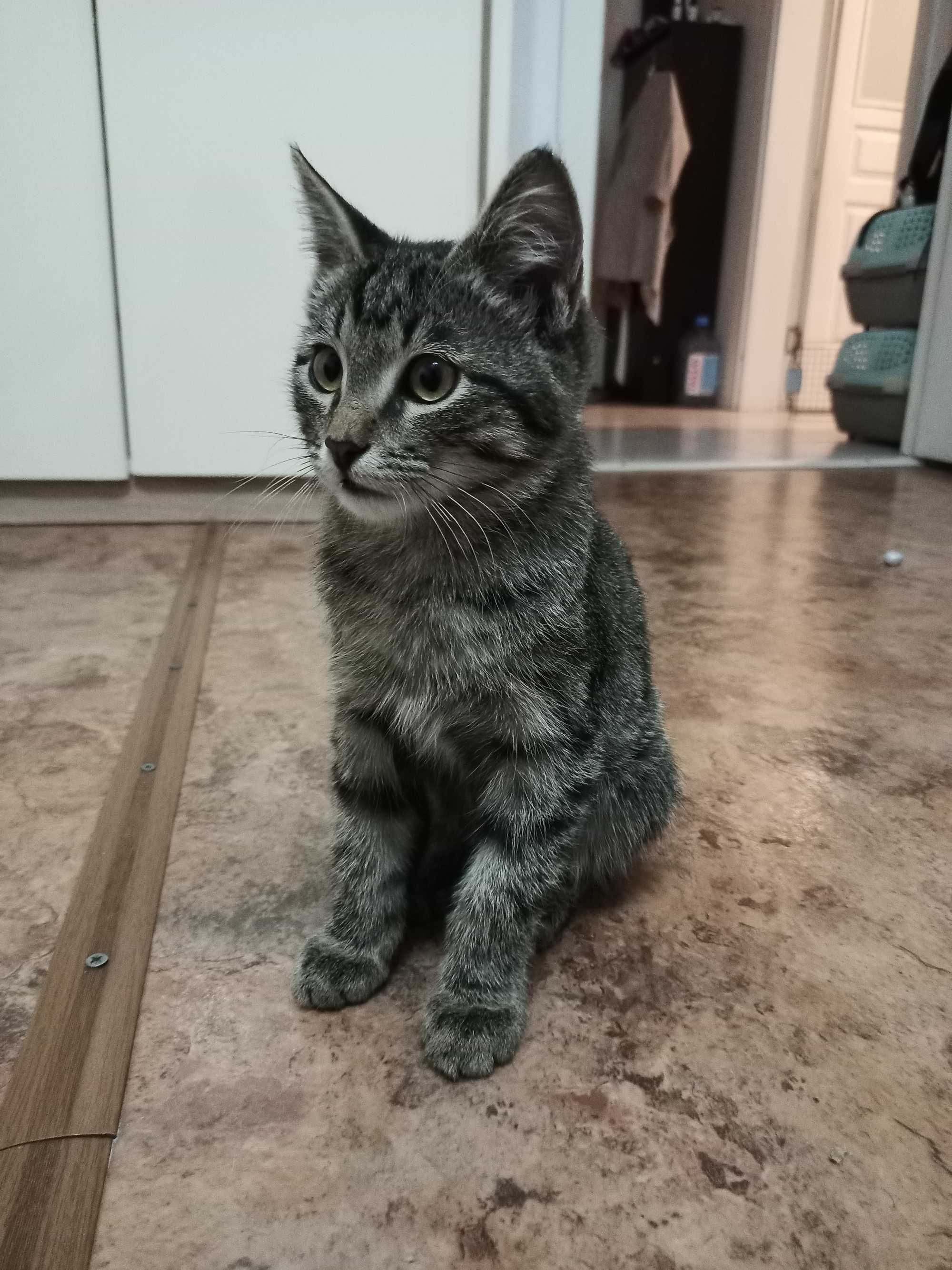Котенок, 3 мес, ищет дом