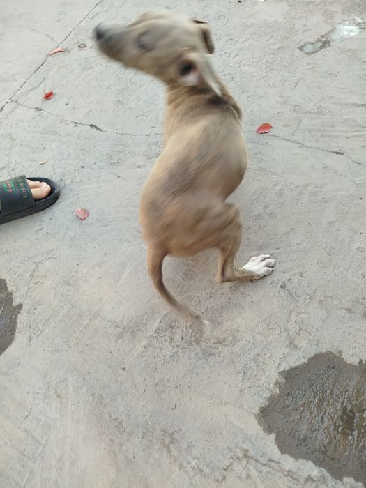 Toza it pid bul narx 300.000 ming kelshamiz qiz bola