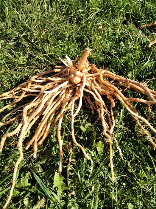 Radacini de sparanghel pe rod