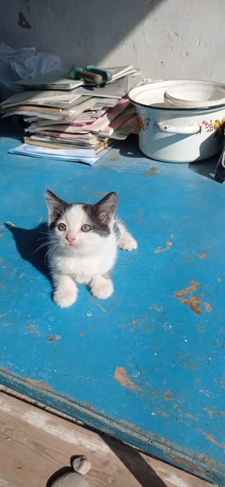 Котята маленькие,45 дней.