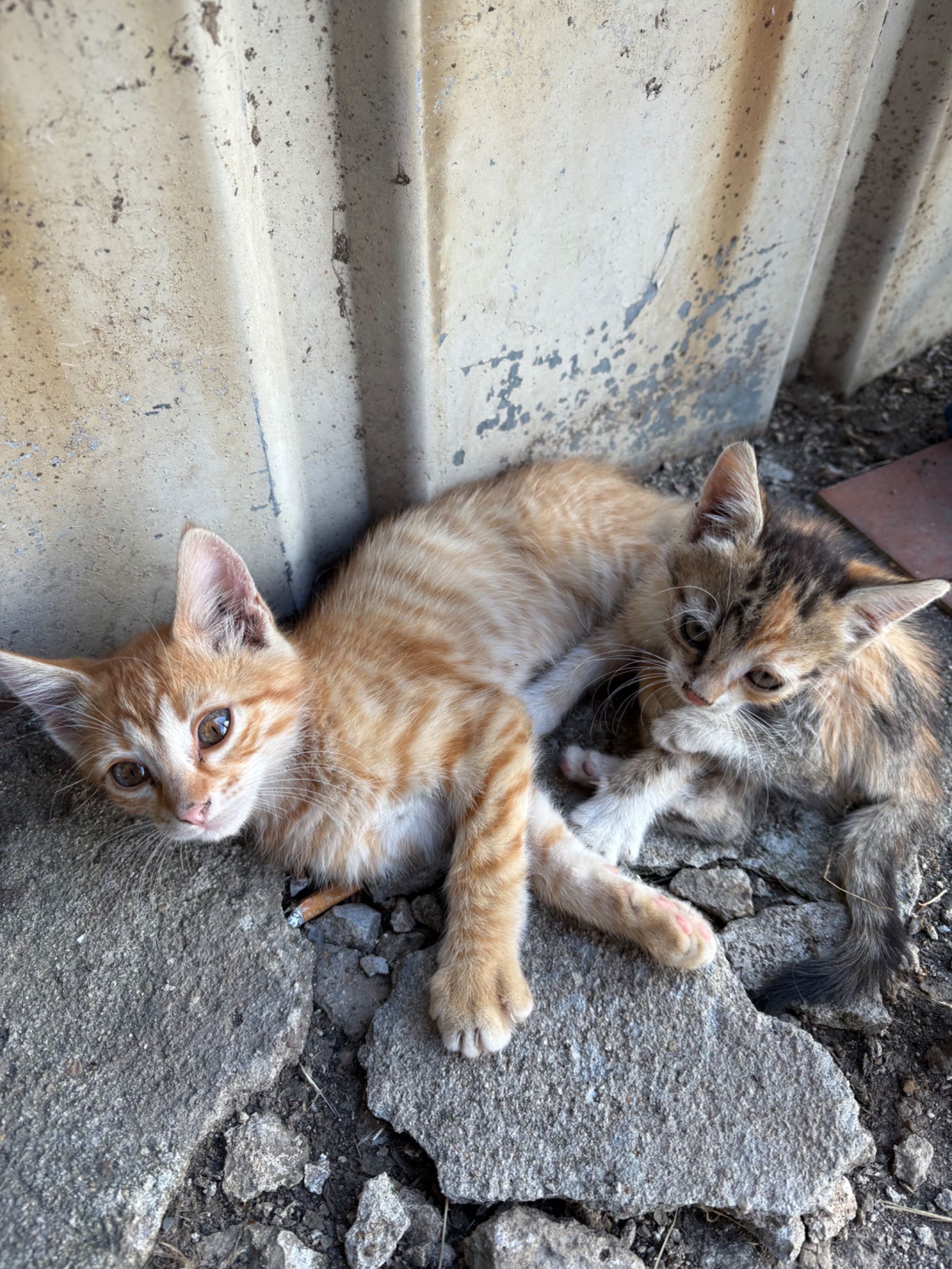 Две котета си търсят дом