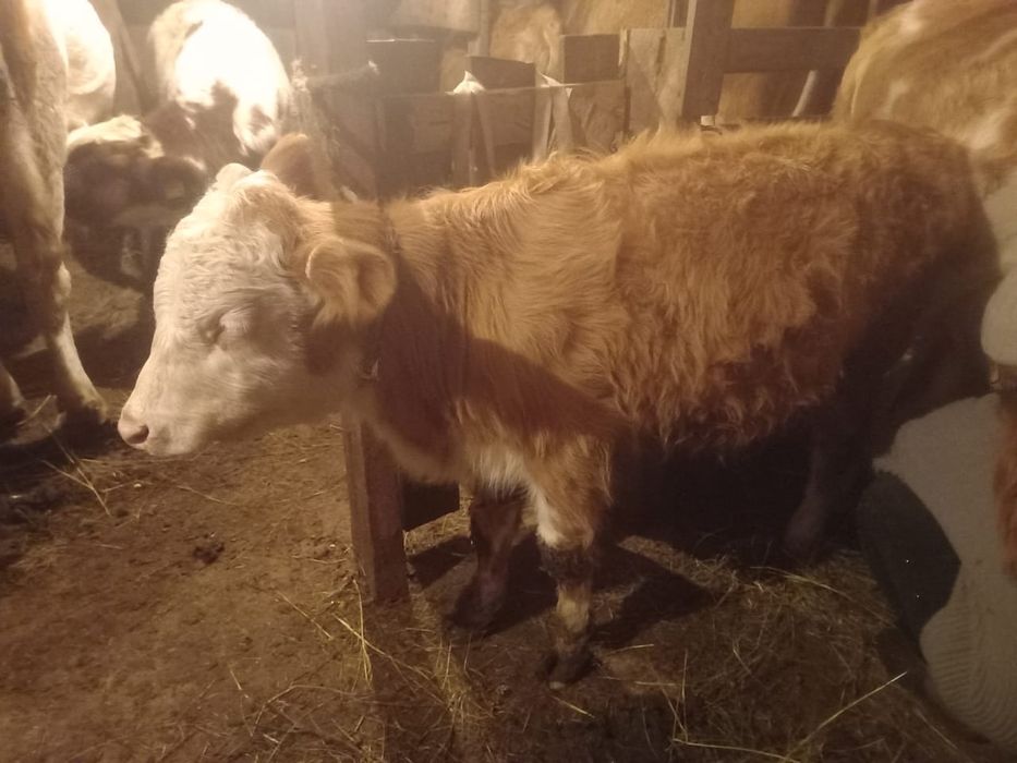 Продаю подсос 3 бычок , 1 тёлочку