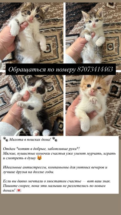 Отдам котят в добрые руки !бесплатно.