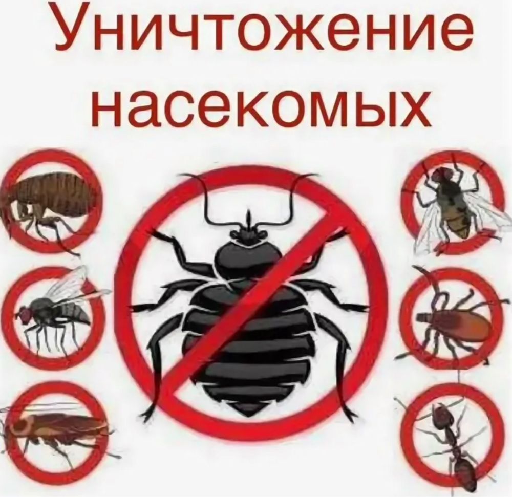 Обработка от клопов, термитов, тараканов