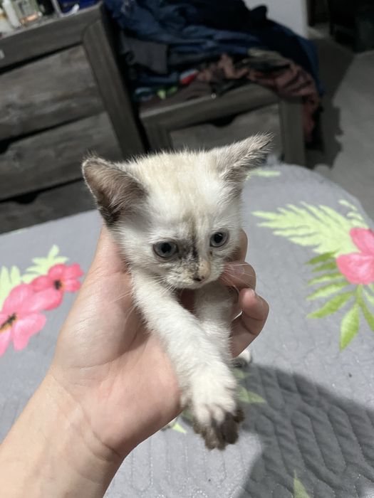 Котенок девочка.