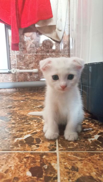 Скоттиш Фолд Scottish Fold