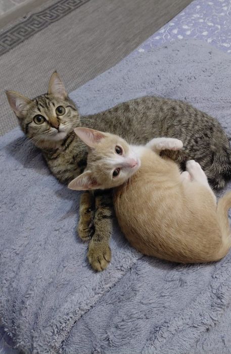 Котята  в добрые руки