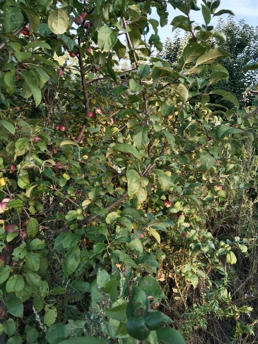 Продам дачу с/ о Ракета