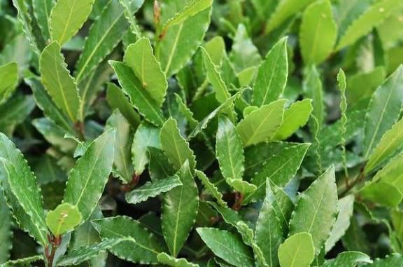 DAFIN (Laurus Nobilis )