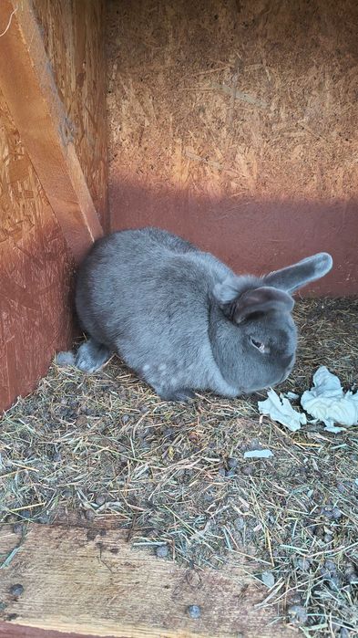 Iepure Albastru Vienez