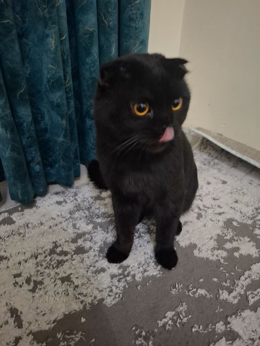 Mushuk вязкага sotilmaydi