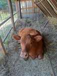 Vitea angus de vanzare