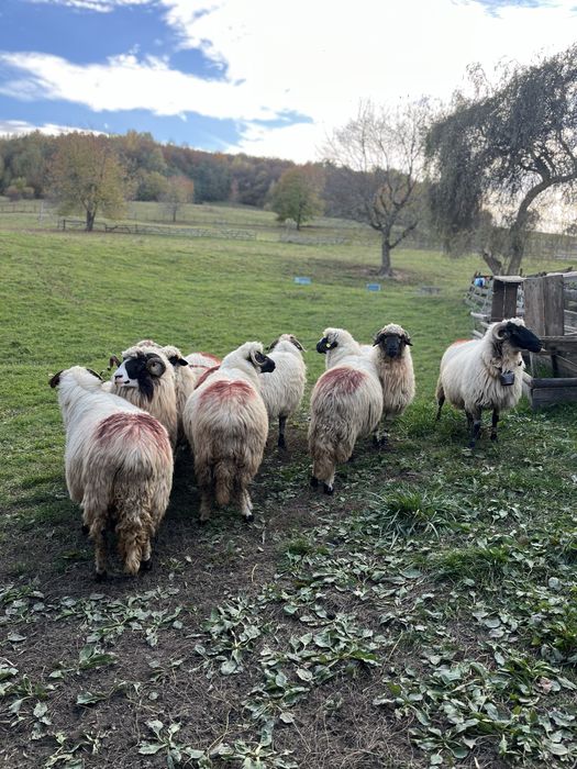 Oi de vanzare tinere