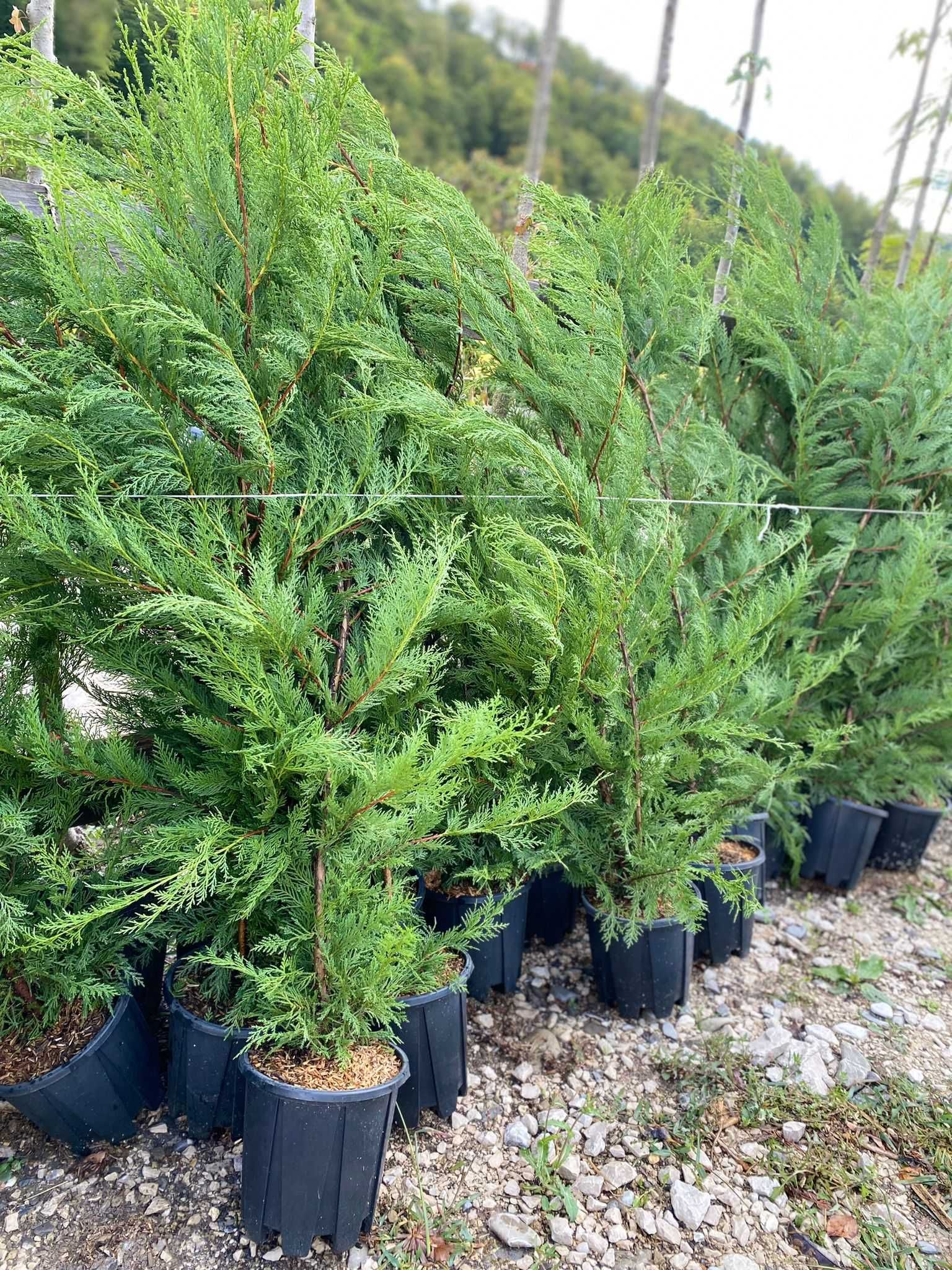 Cupressocyparis Leylandii – Plantă decorativă versatilă