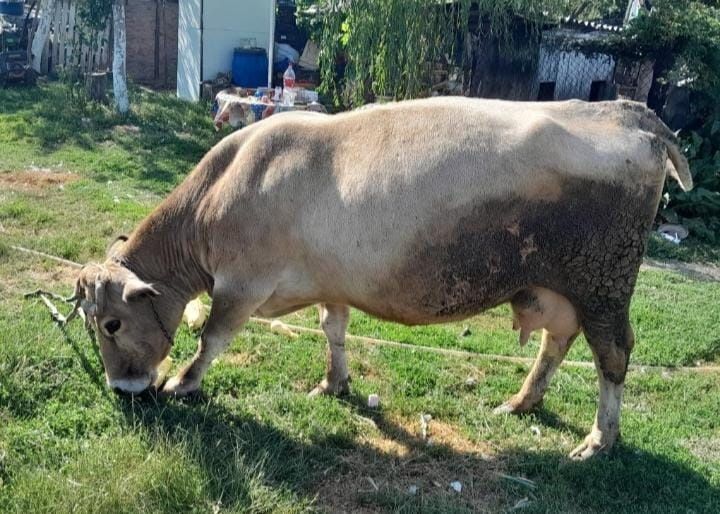 Vacă de lapte românească montată cu Angus roșu