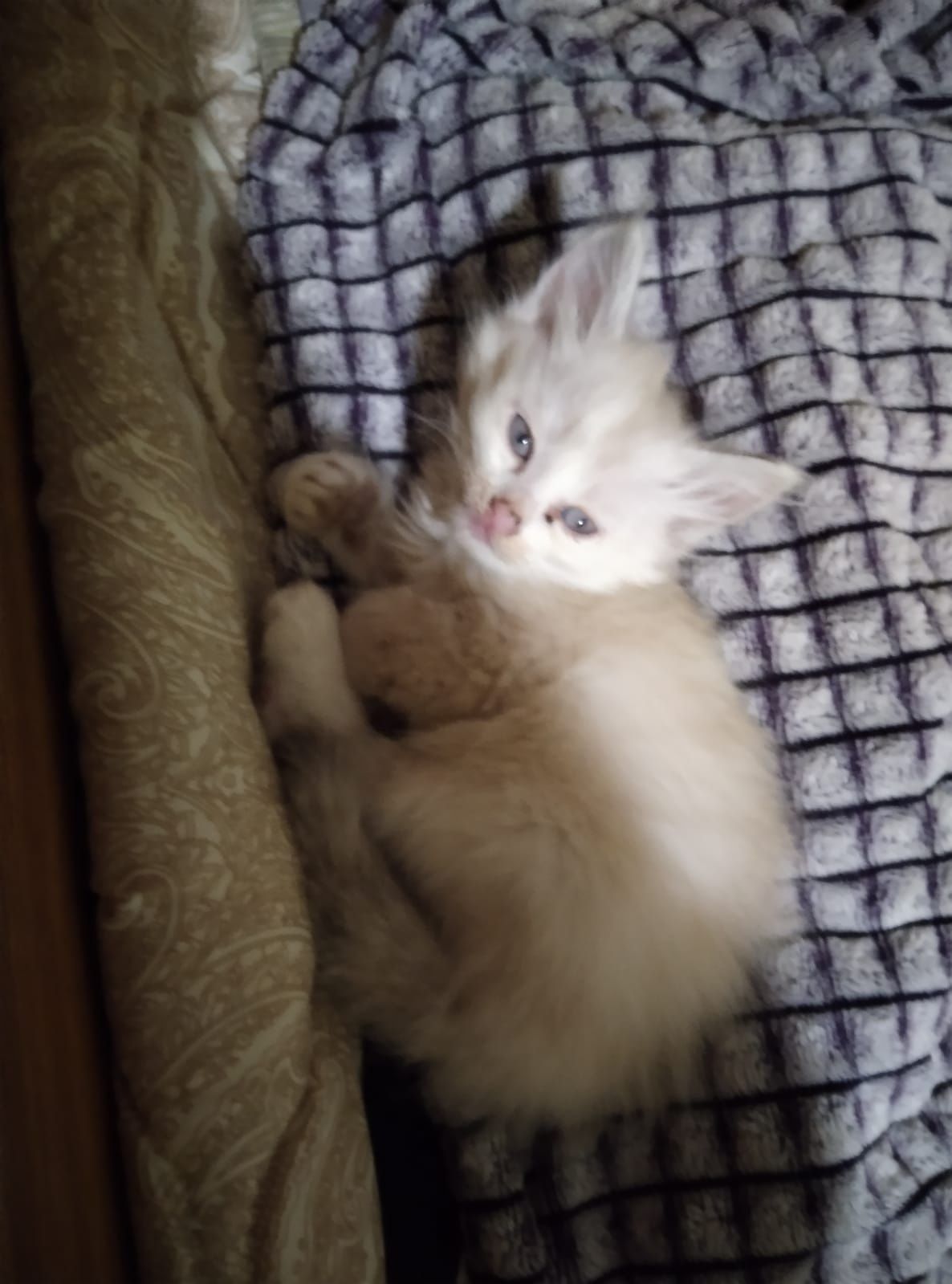 котята ищут дом ласковые