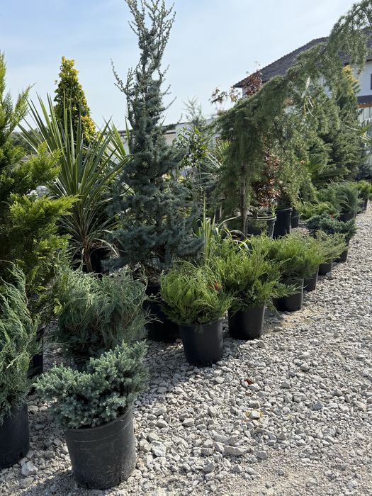Vand plante ornamentale calitate extra diferite dimensiuni