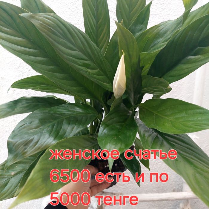 Комнатные цветы приемлемые цены адаптированные