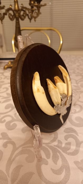 Немски трофеи диво прасе, документ, трофей