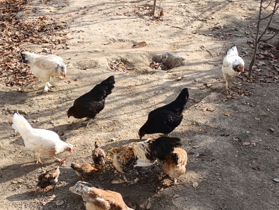 товук хуроз сотилади домашних