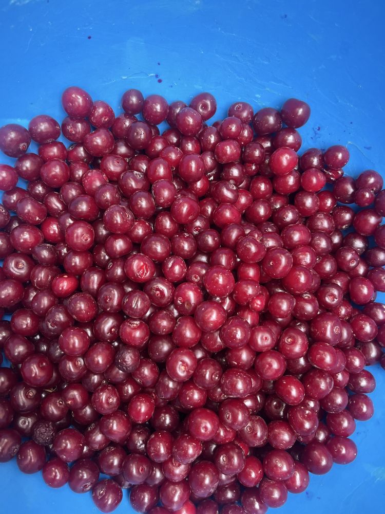 Продаю вишню из сада