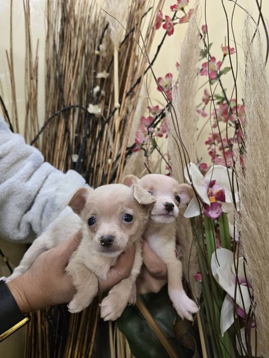 Мини чиху пинчери